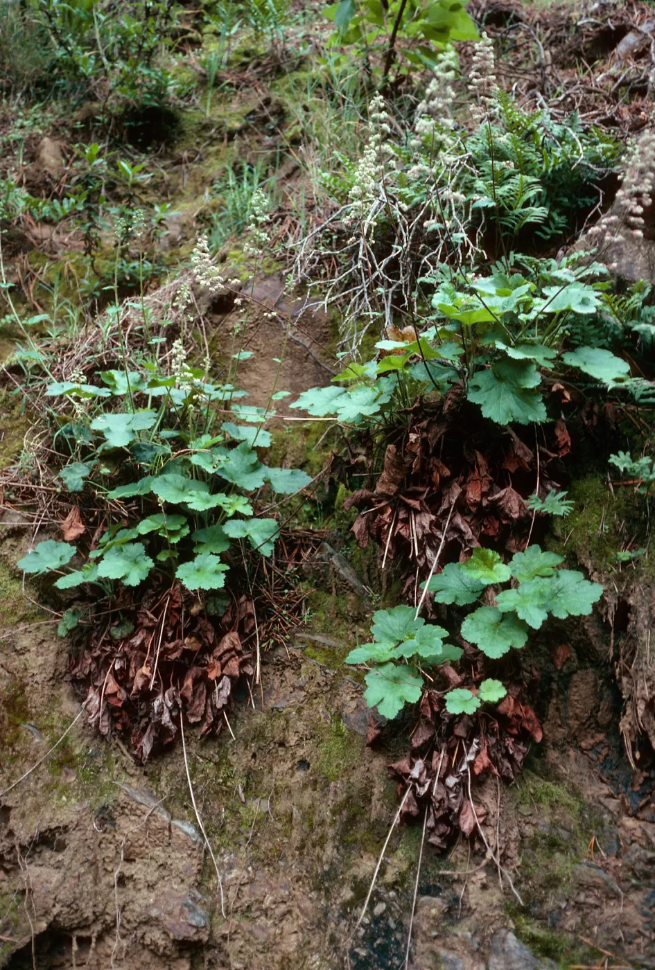 Heuchera maxima, West of Embudo Canyon, Santa Cruz Island