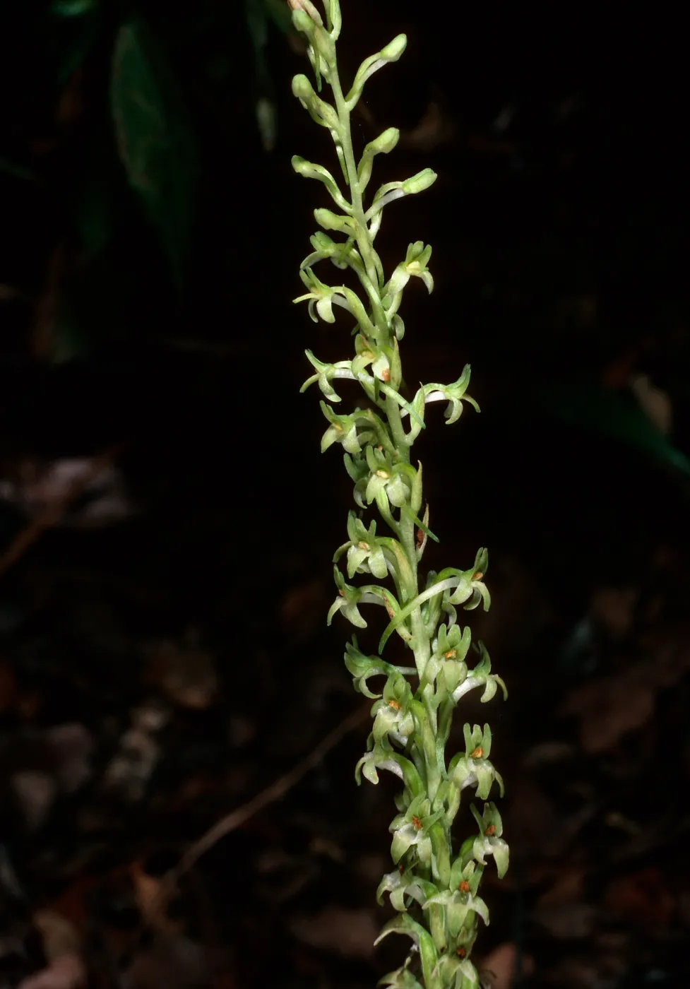 Habenaria, Islay Canyon, Ironwoods, Santa Cruz Island
