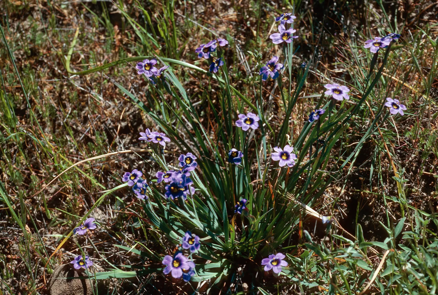Sisyrinchium bellum, Sauces Canyon, Santa Cruz Island