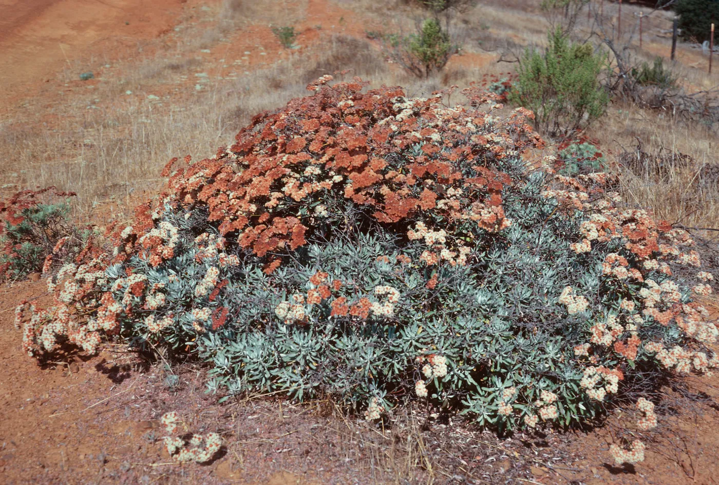 Eriogonum arborescens x giganteum, South ridge, near Islay Canyon, Santa Cruz Island