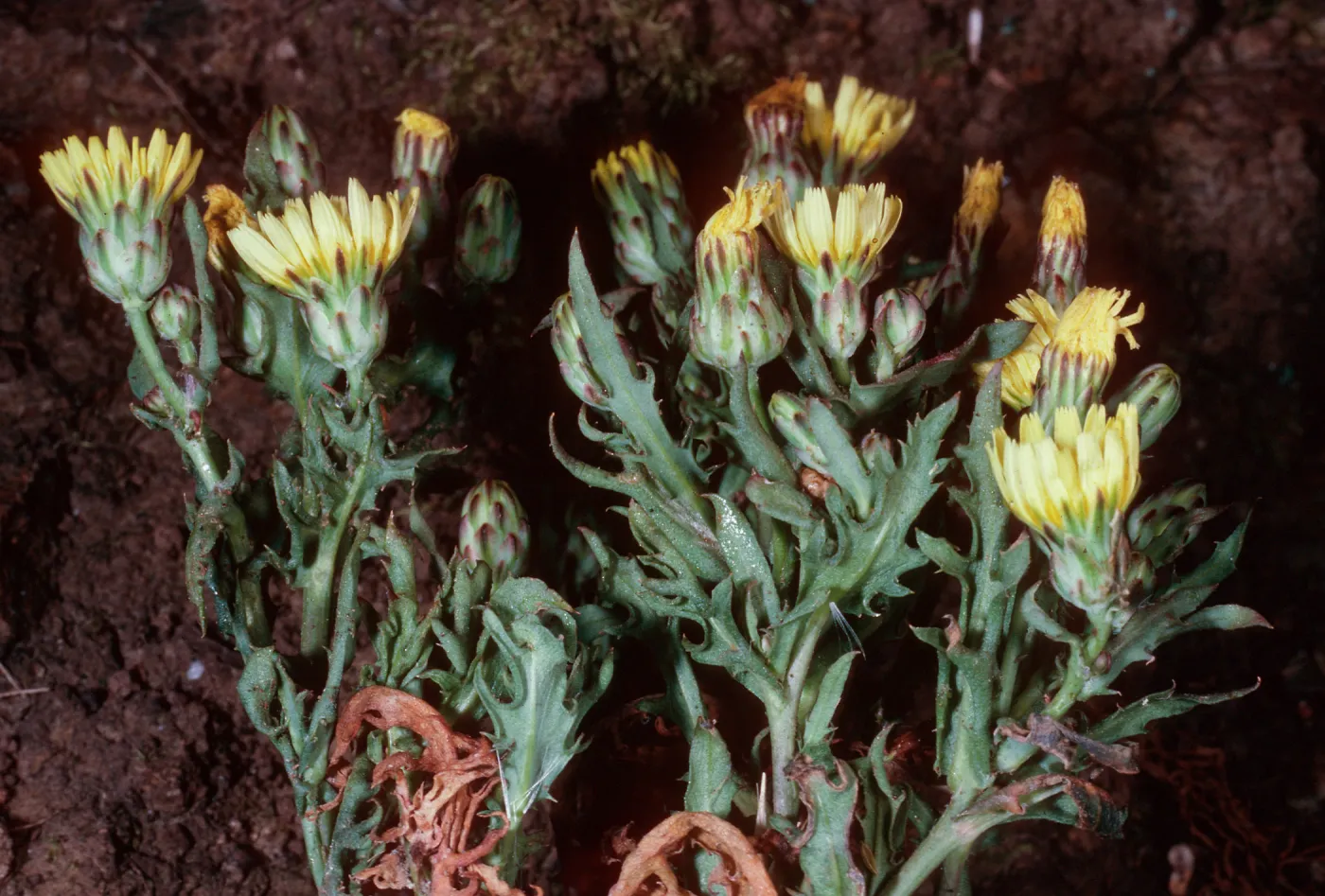 Malacothrix squalida, Middle Anacapa Island