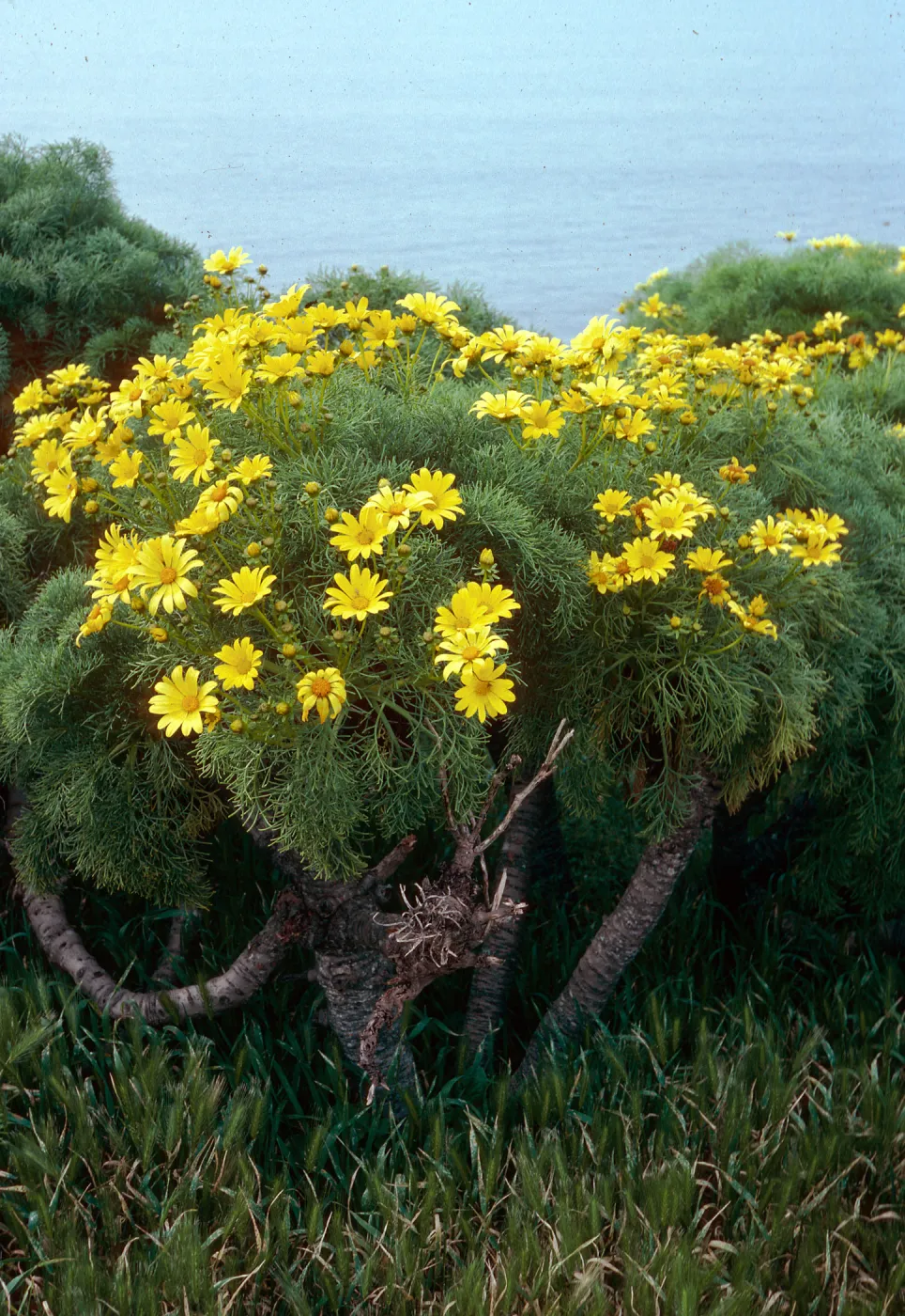 Coreopsis gigantea, East Anacapa Island