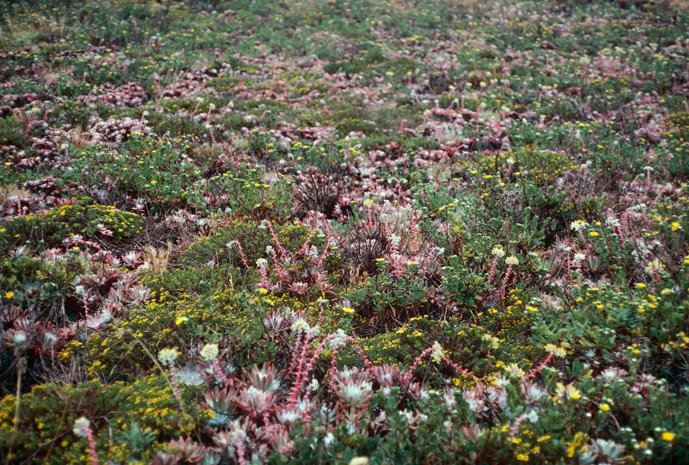 terrace, near campground, East Anacapa Island