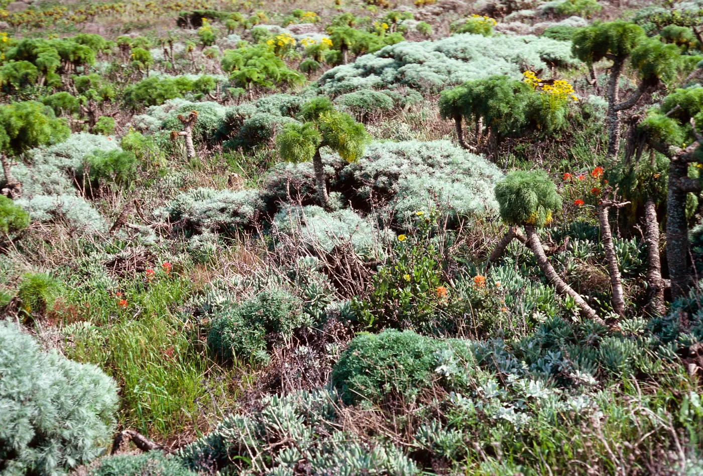Artemisia, Coreopsis, terrace, East of Lavatera location, Middle Anacapa Island