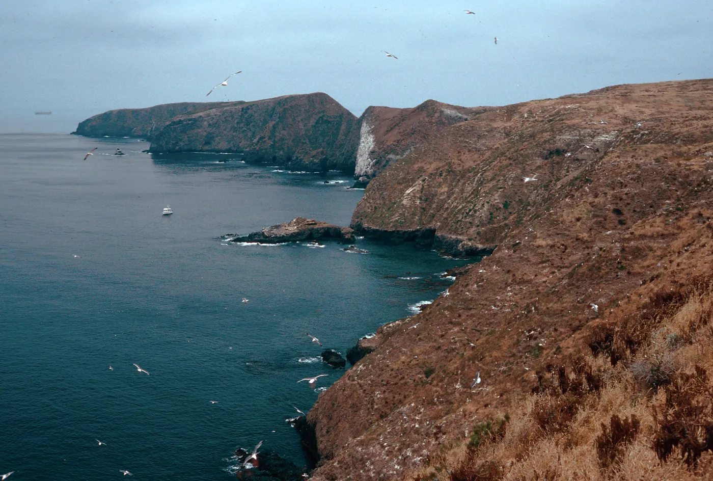 onshore slopes, East of sheep Camp, Middle Anacapa Island