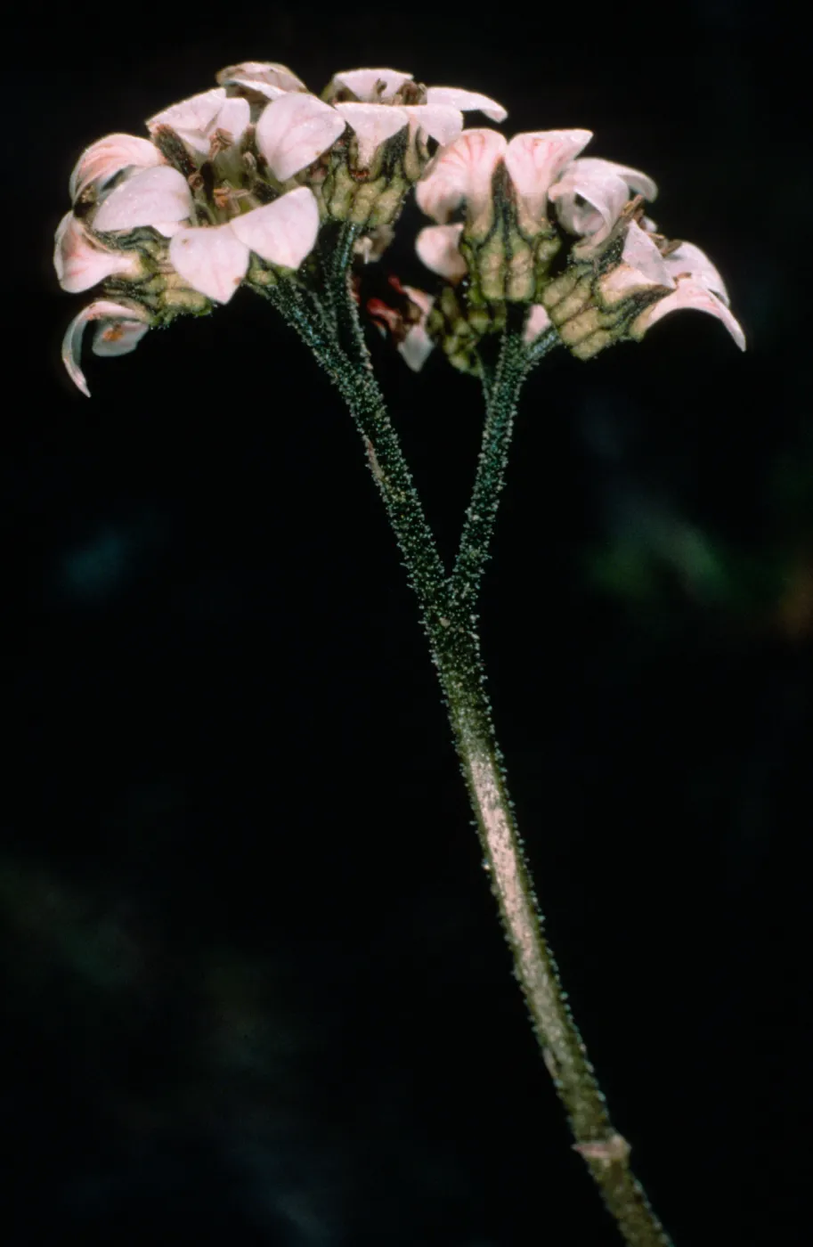 Jepsonia malvifolia, by airport, Catalina Island, duplicate