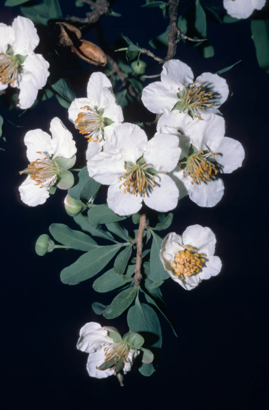 Crossosoma californica, Santa Catalina Island