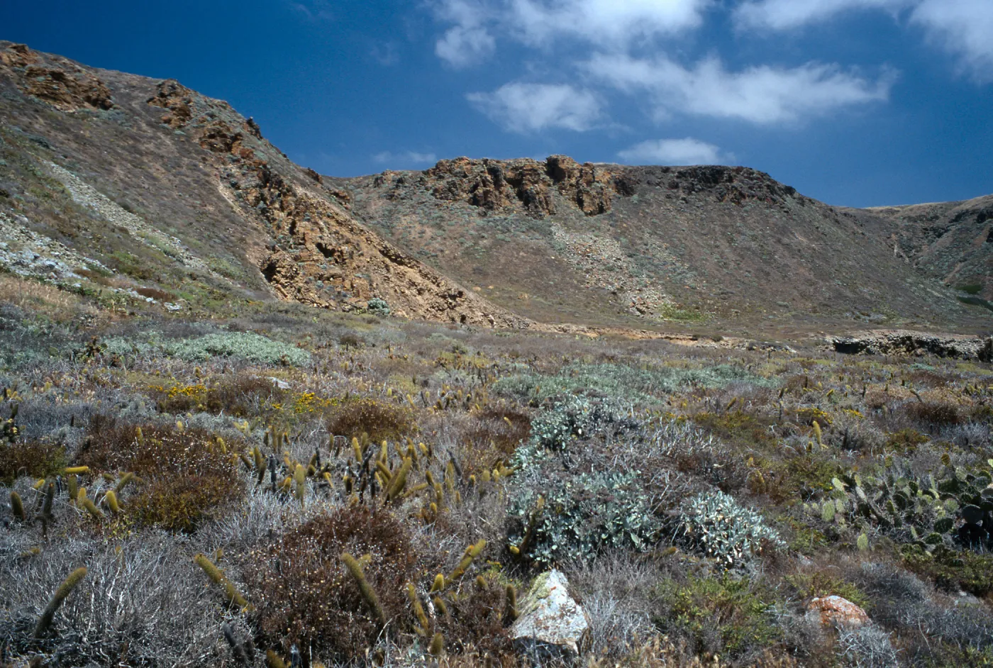 Eriogonum giganteum formosum, Seal Cove, San Clemente Island