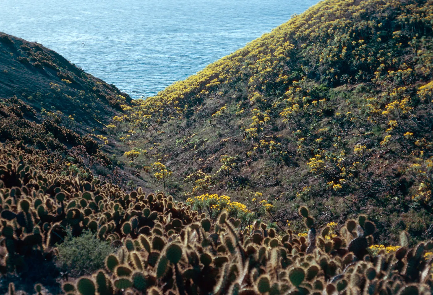 Cave Canyon, Santa Barbara Island