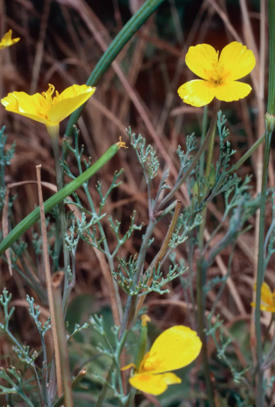 Eschscholzia ramosa, Graveyard Canyon, Santa Barbara Island