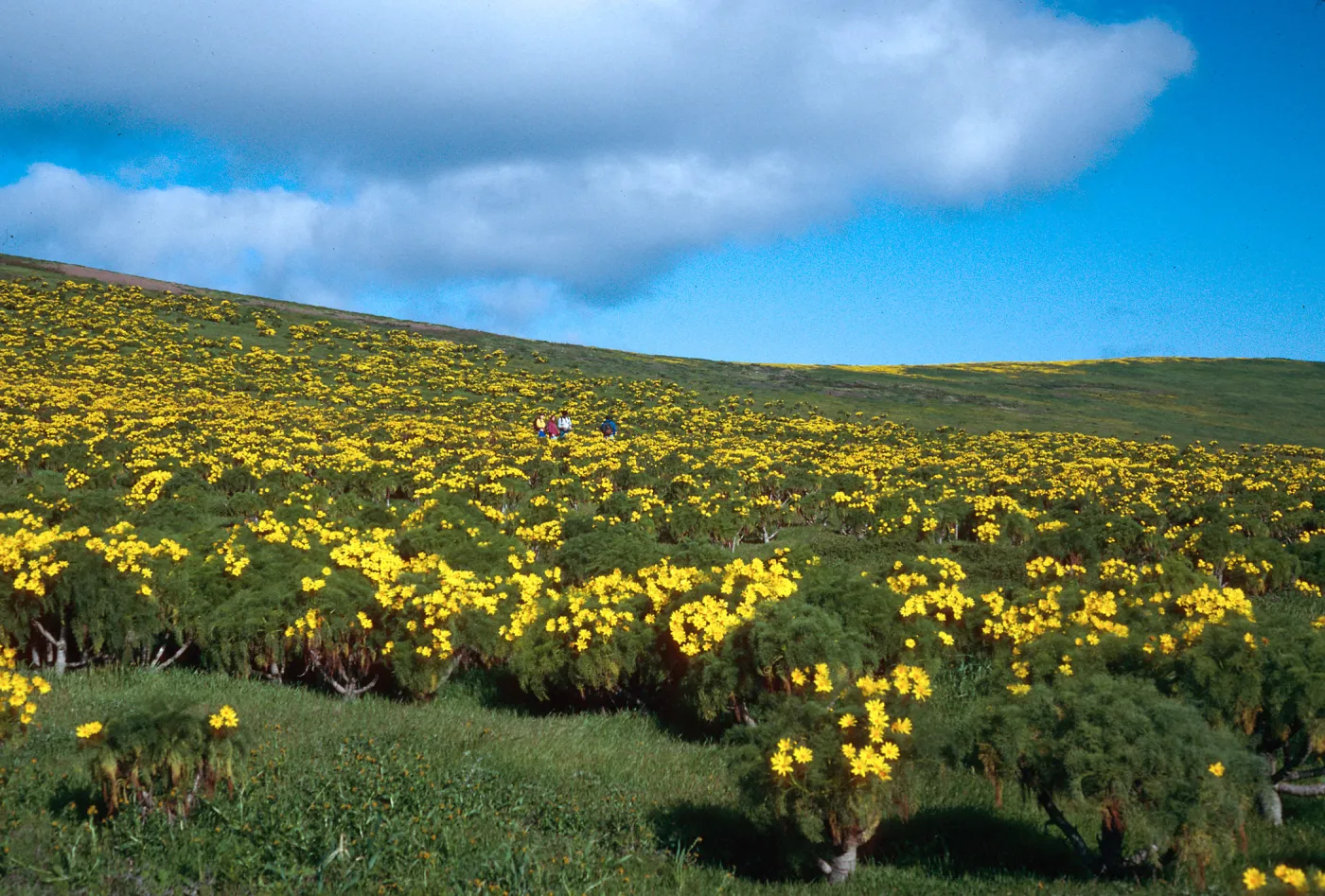 Coreopsis, head of Graveyard Canyon, Santa Barbara Island