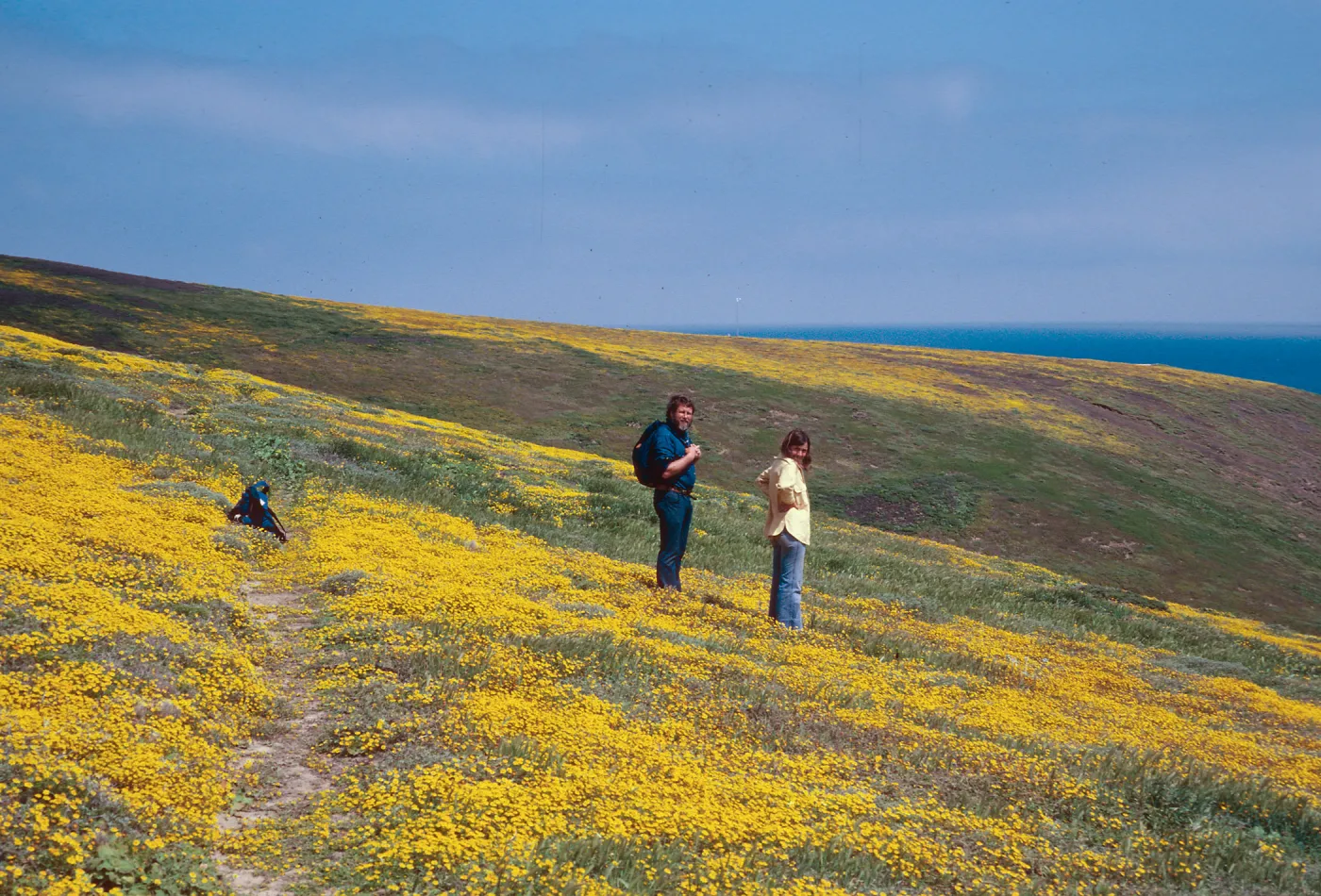 Lasthenia, South of Cliff canyon - looking South, Santa Barbara Island
