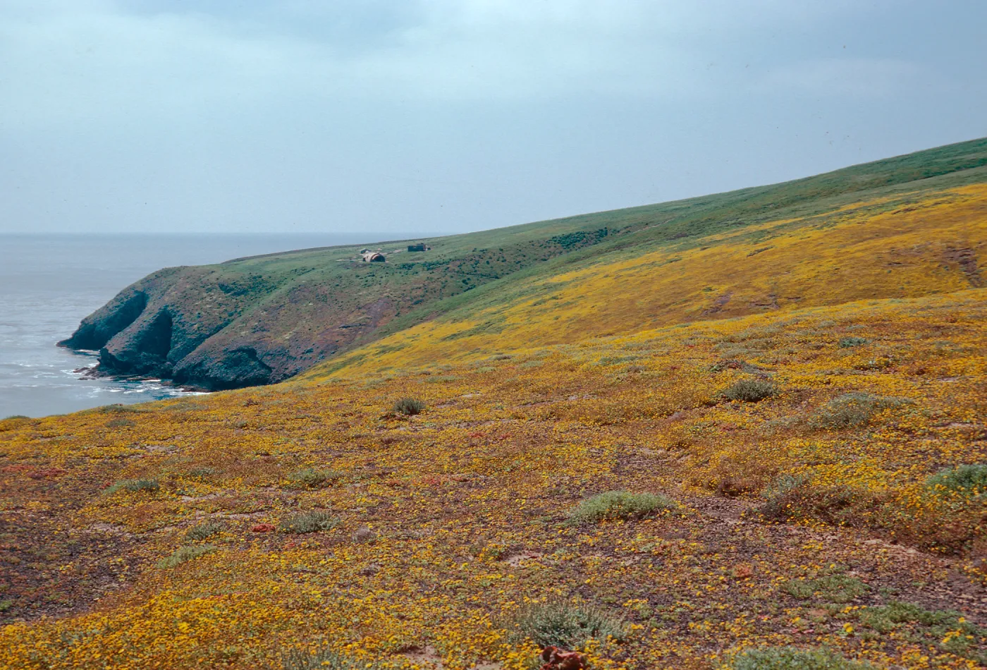 Lasthenia, N-E Terrace, Santa Barbara Island