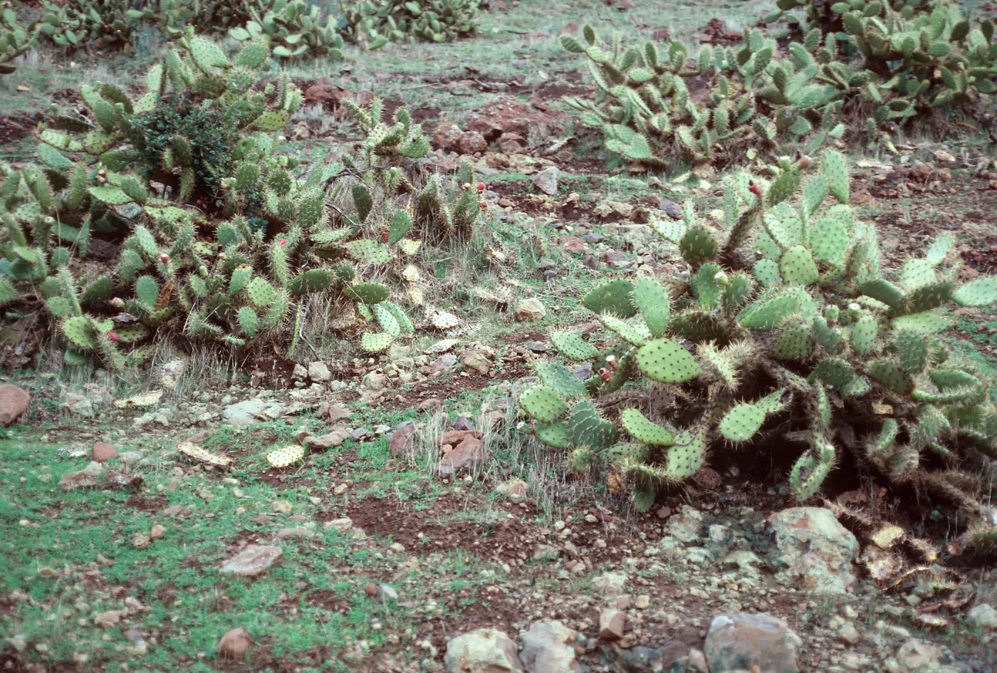 sheep damage w/Opuntia littoralis, left - canyon across Central Valley from West end of Bosque Mano, Santa Cruz Island