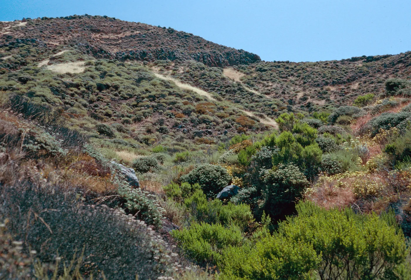 Coastal Sage Scrub, hills West of road to Lagunitas Secas, Santa Cruz Island