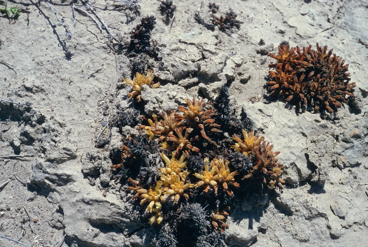 Orobanche parishii brachyloba, by Near Point, Santa Cruz Island