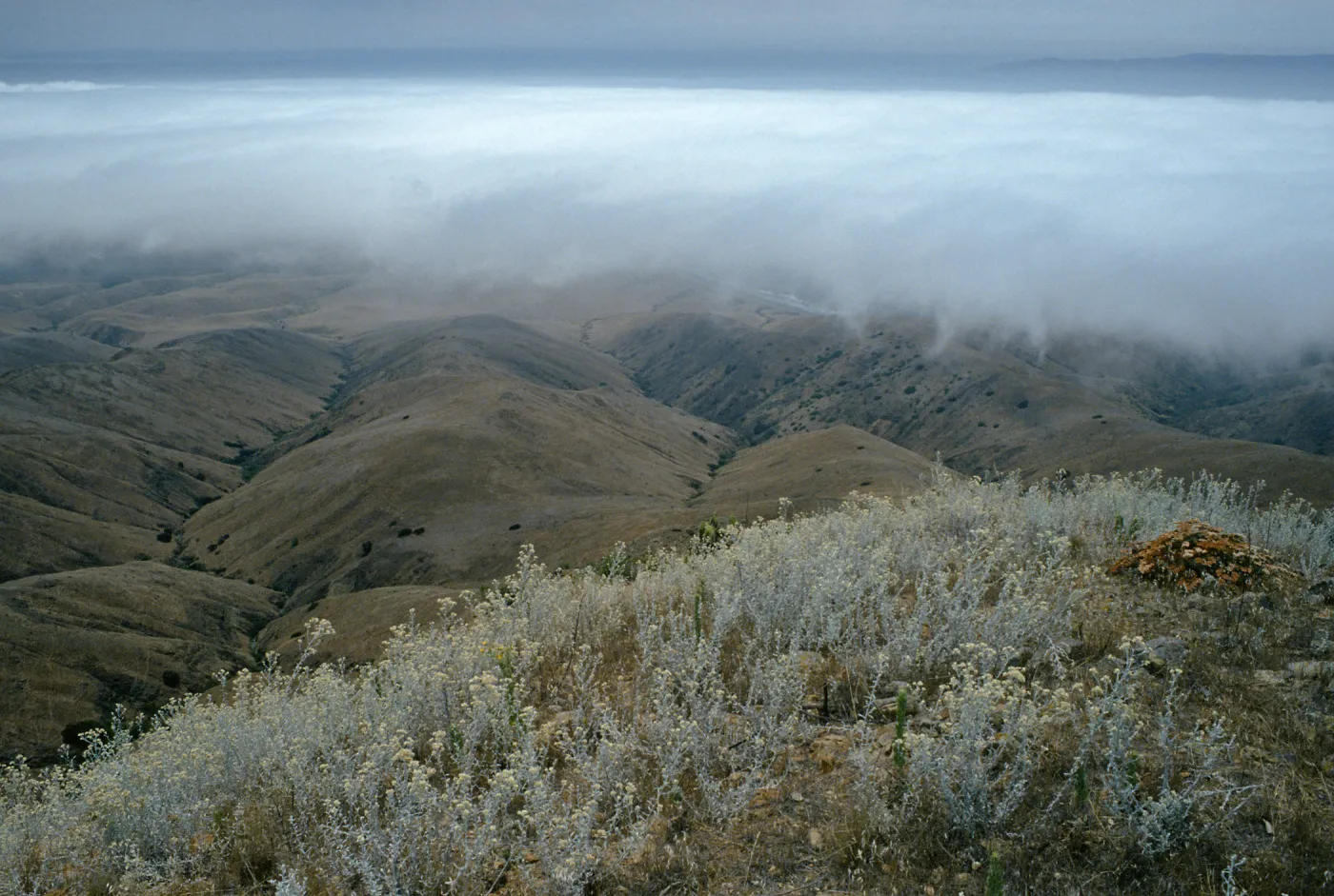 fog over Christy Beach, trail to Δ‘John’, Gnaphalium microcephalum, Santa Cruz Island