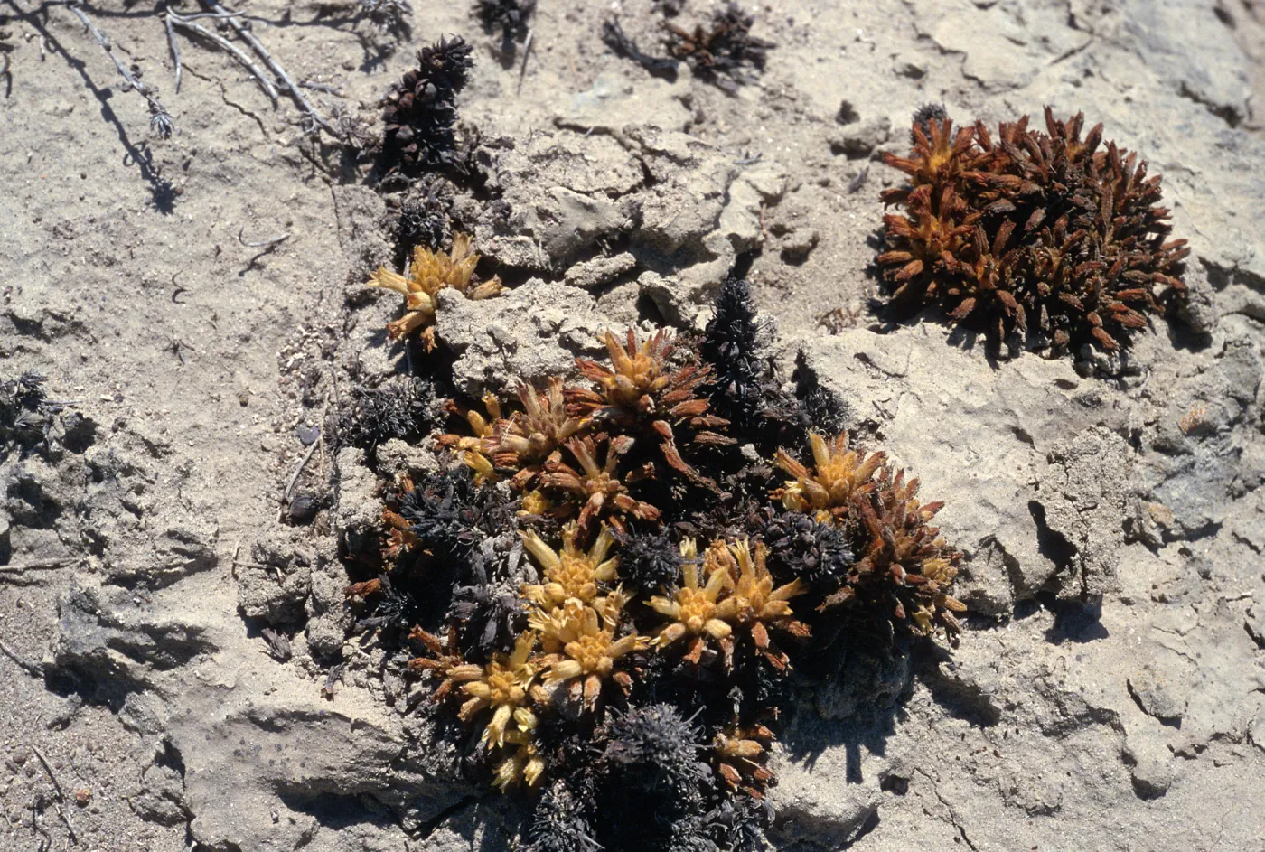 Orobanche parishii brachyloba, by Near Point, Santa Cruz Island