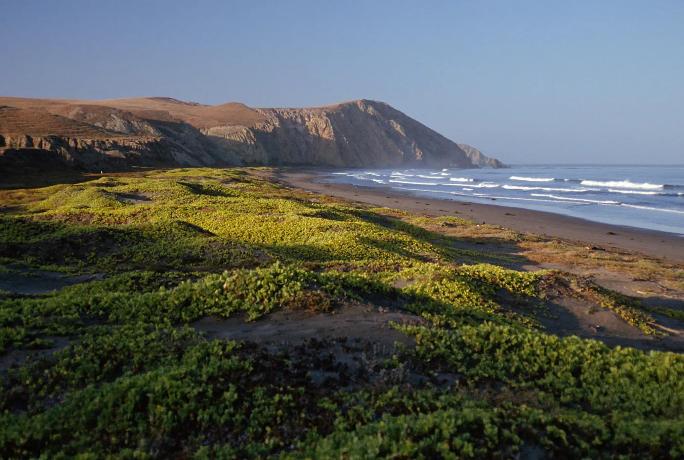 Abronia maritima, Christy Beach, Santa Cruz Island