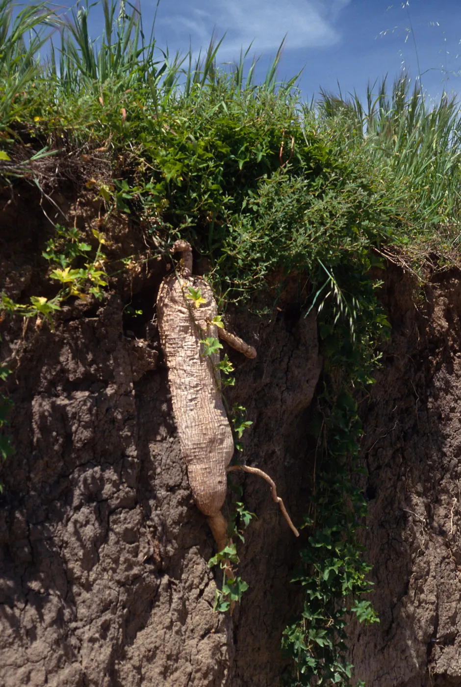 Marah root, Pozo Canyon, Santa Cruz Island