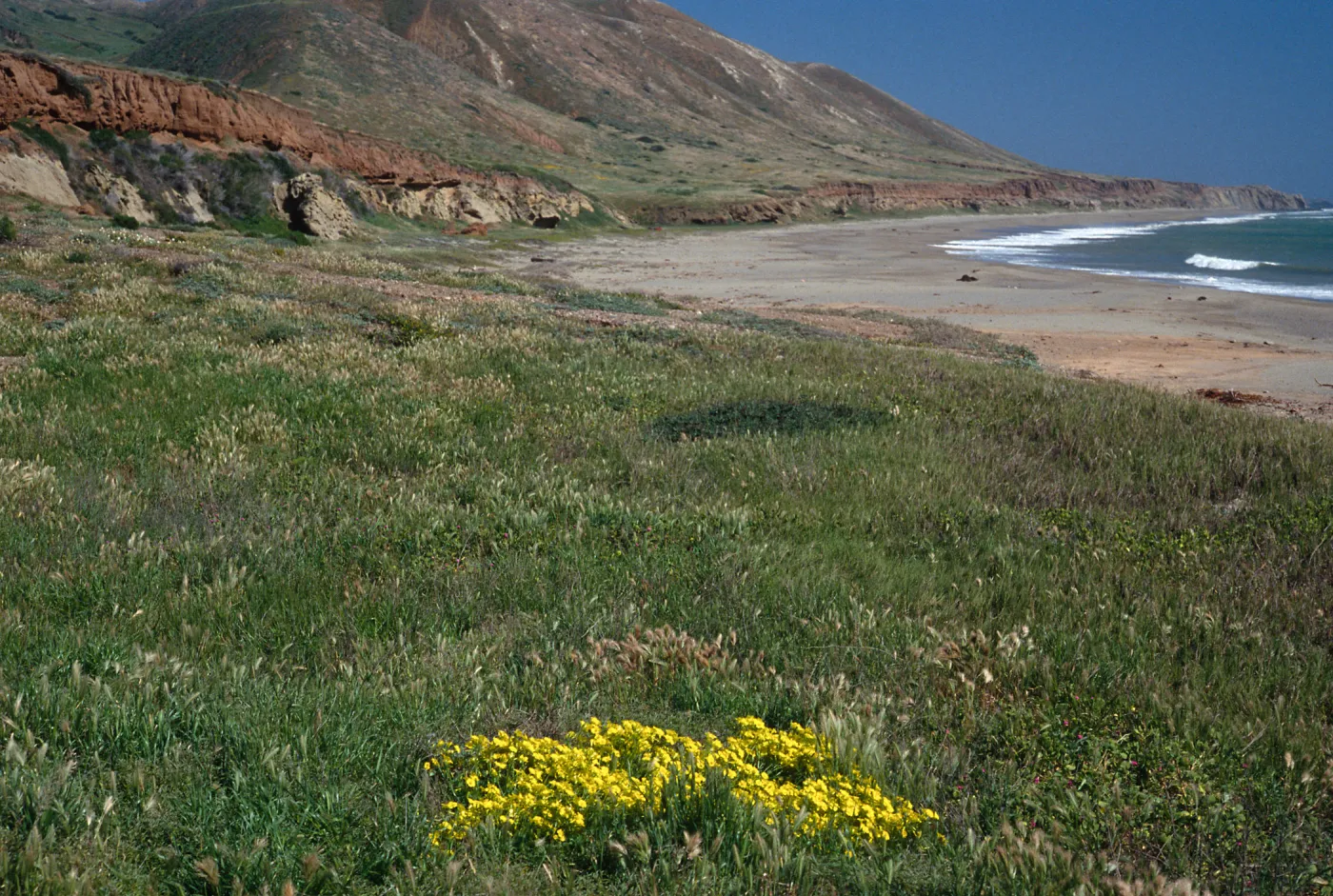 Oxalis pes-capre, SC-3575, Pozo Beach, Santa Cruz Island