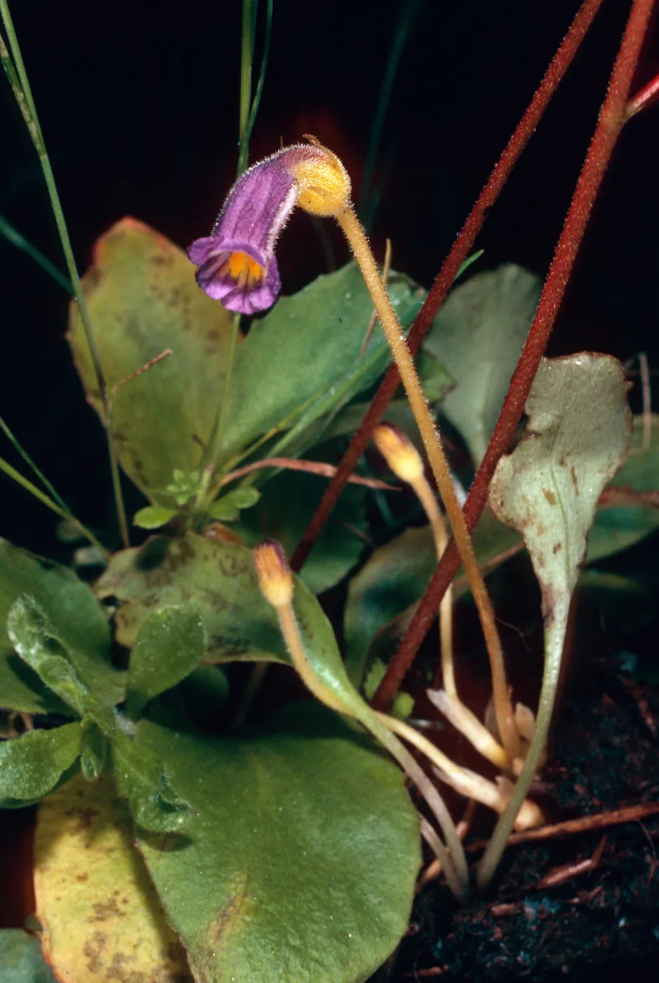 Orobanche uniflora on Saxifraga californica, Santa Cruz Island
