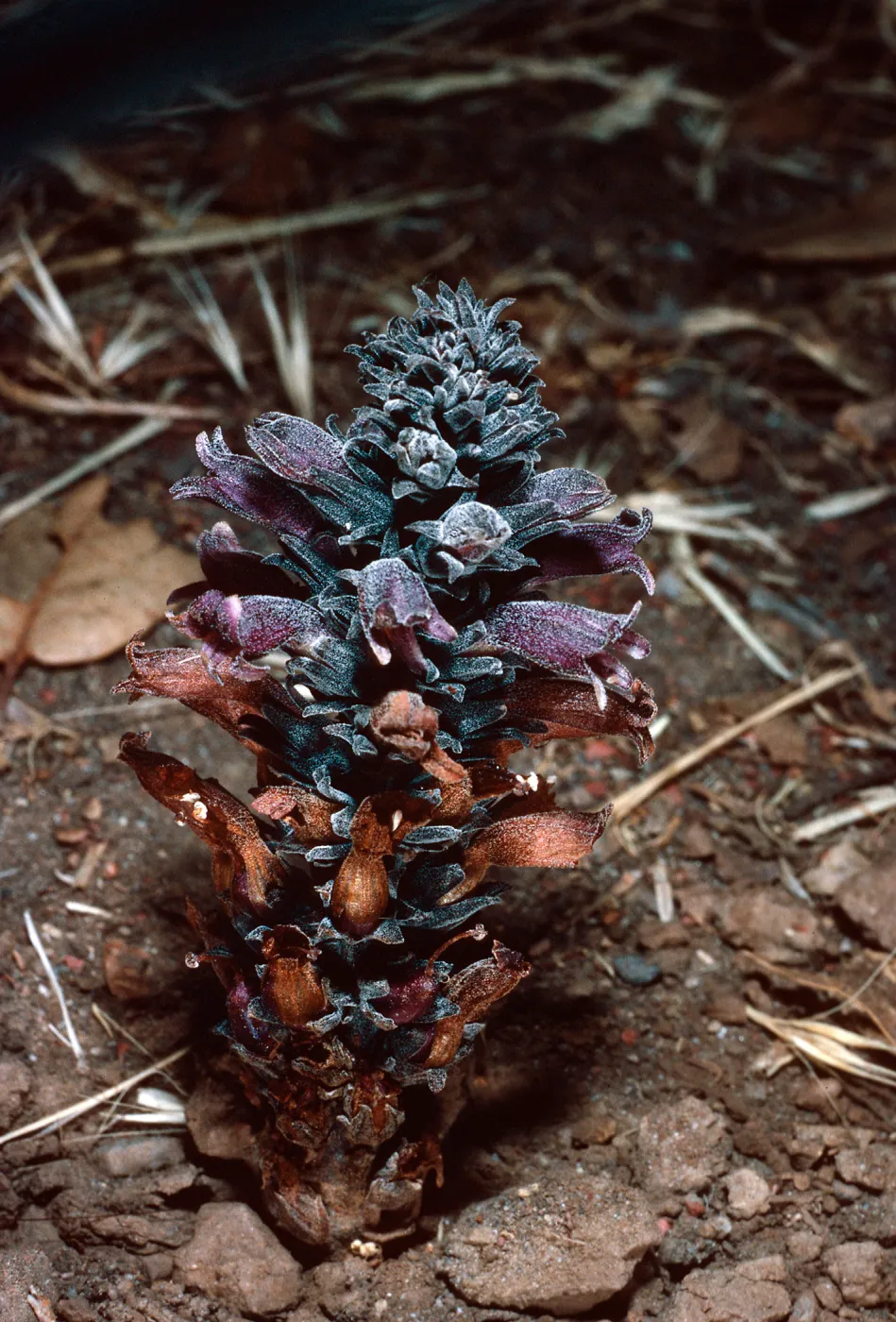 Orobanche bulbosa, collected in Christy Pines, Santa Cruz Island