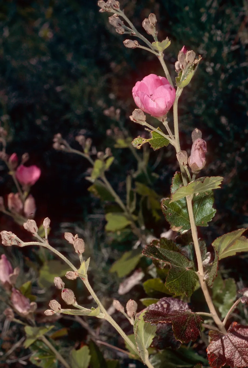 Malacothamnus fasciculatus nesioticus, Christy Ranch, Santa Cruz Island