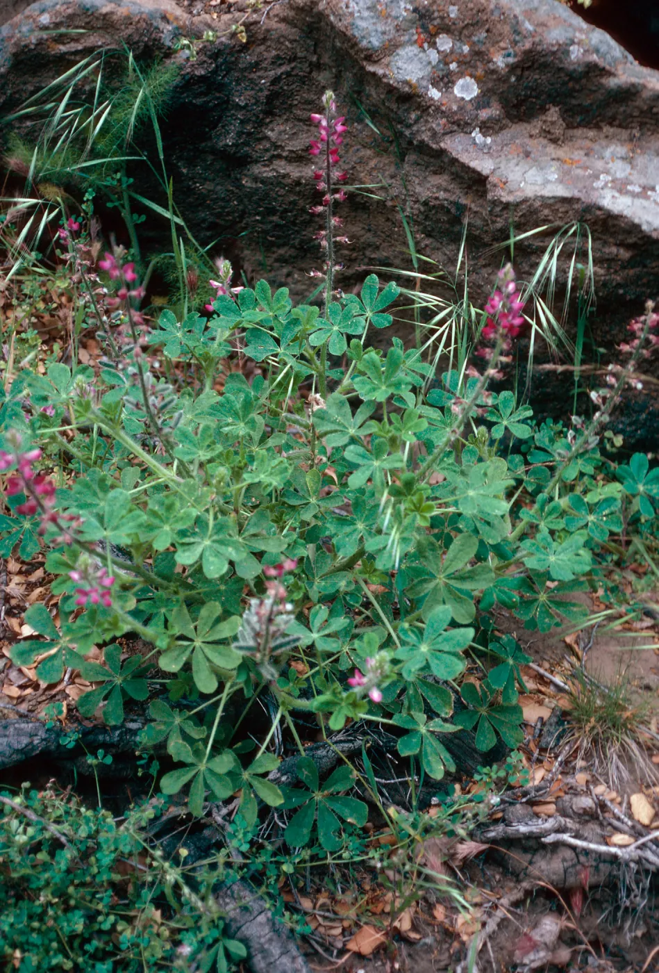 Lupinus hirsutissimus, Cañada Del Puerto, Santa Cruz Island