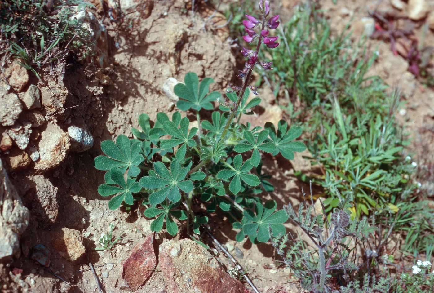 Lupinus hirsutissimus, S-facing bluffs, just West of Laguna Canyon, Santa Cruz Island