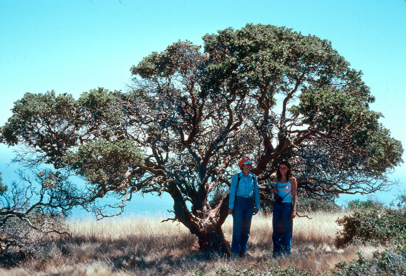 Arctostaphylos viridissima, Pinos Del Sur, Santa Cruz Island, Nancy Vivrette, Mary Carroll
