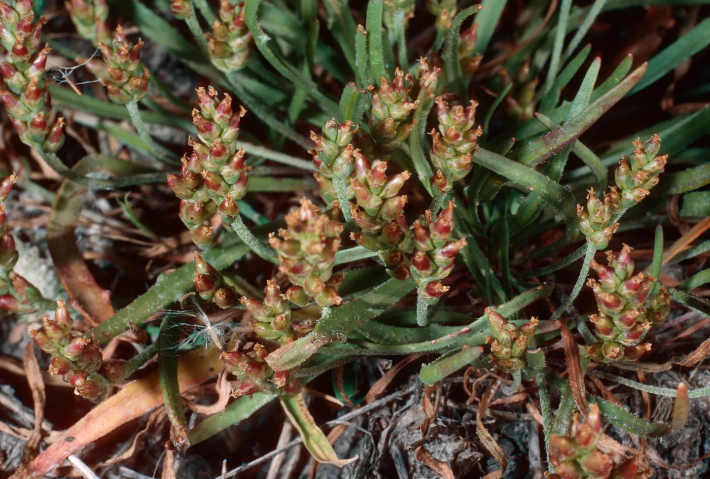 Plantago bigelovii, SC 7045, Northwest coast, Santa Cruz Island