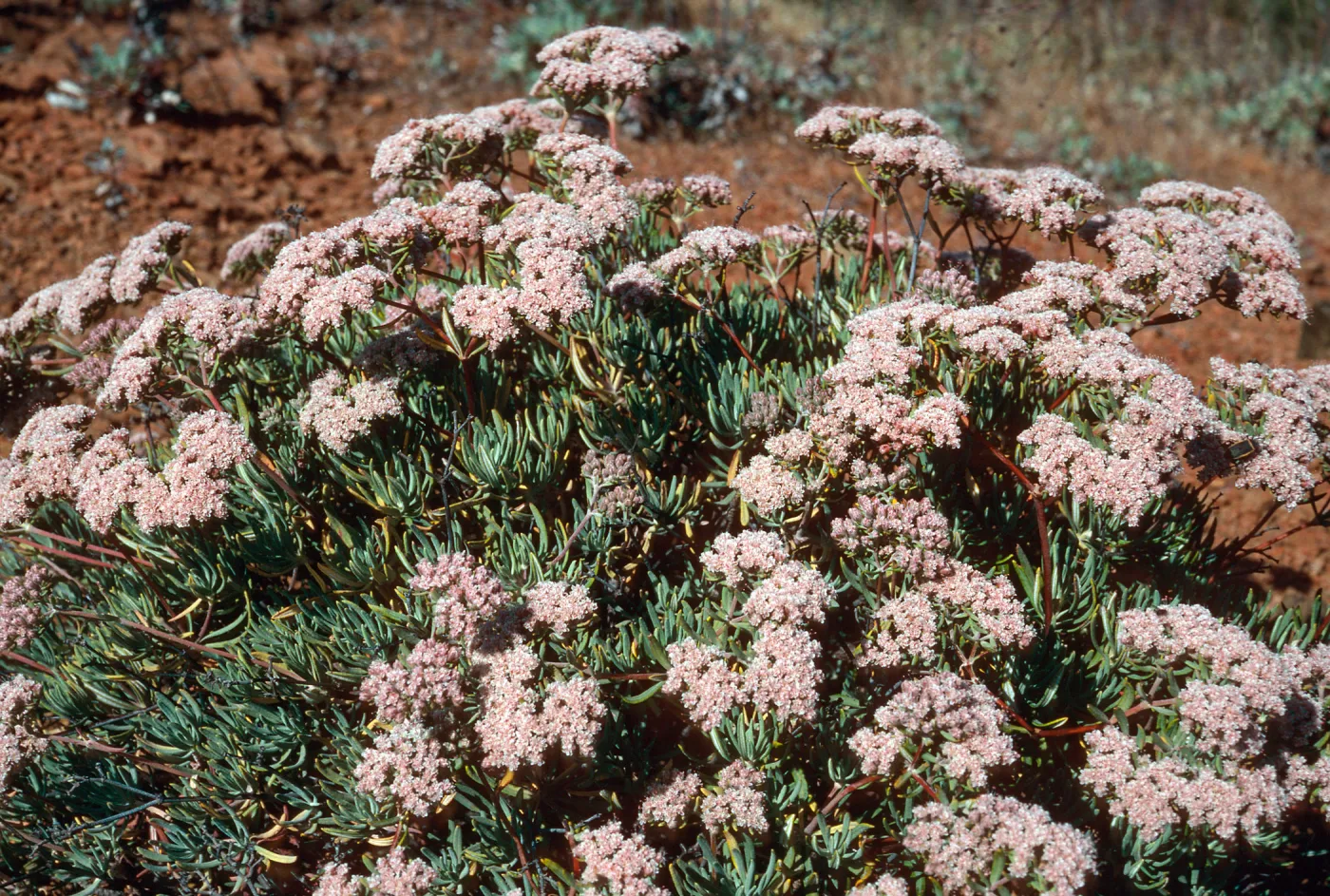 Eriogonum arborescens, Islay Canyon Road, Santa Cruz Island
