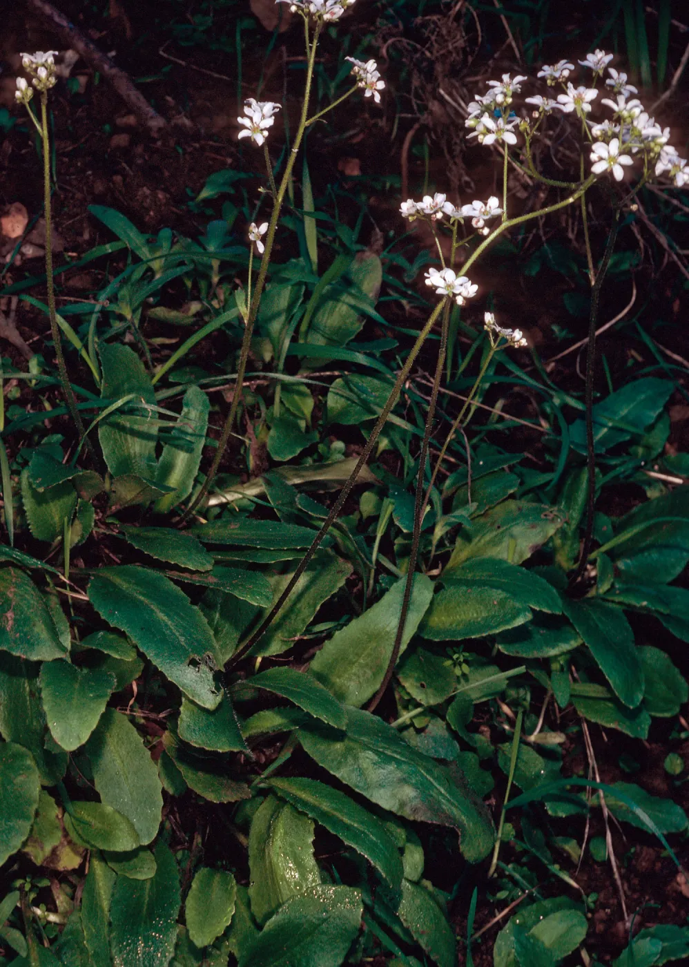 Saxifraga californica, Heuchera Canyon, behind Stanton Ranch, Santa Cruz Island