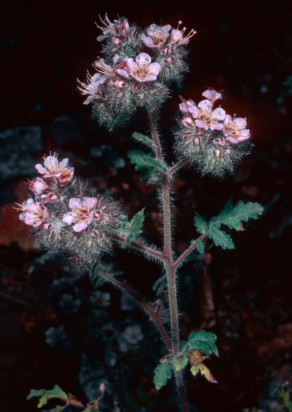 Phacelia, West of Prisoners Harbor, Santa Cruz Island Island