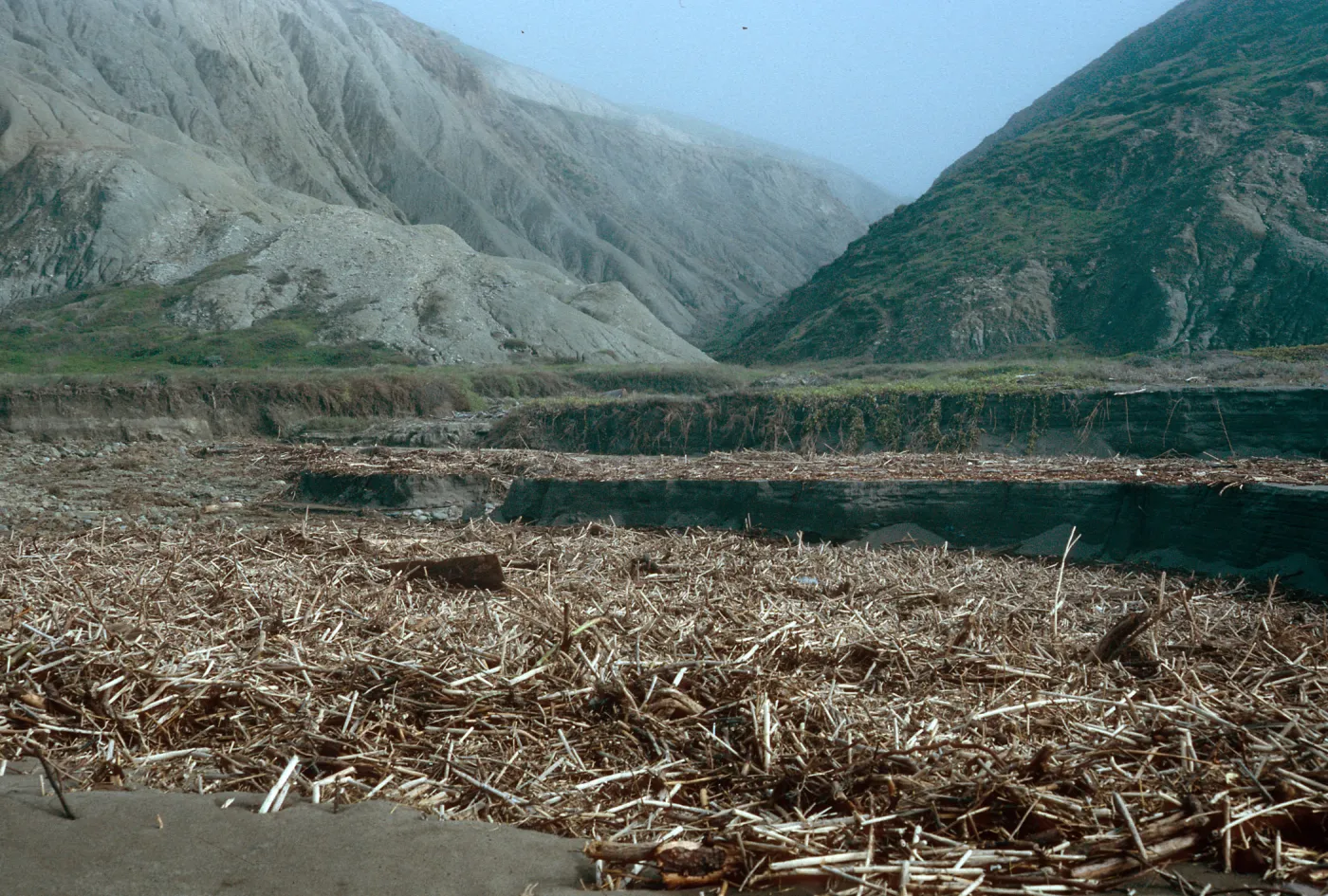 Fennel washed up on Christy Beach after storms, Santa Cruz Island