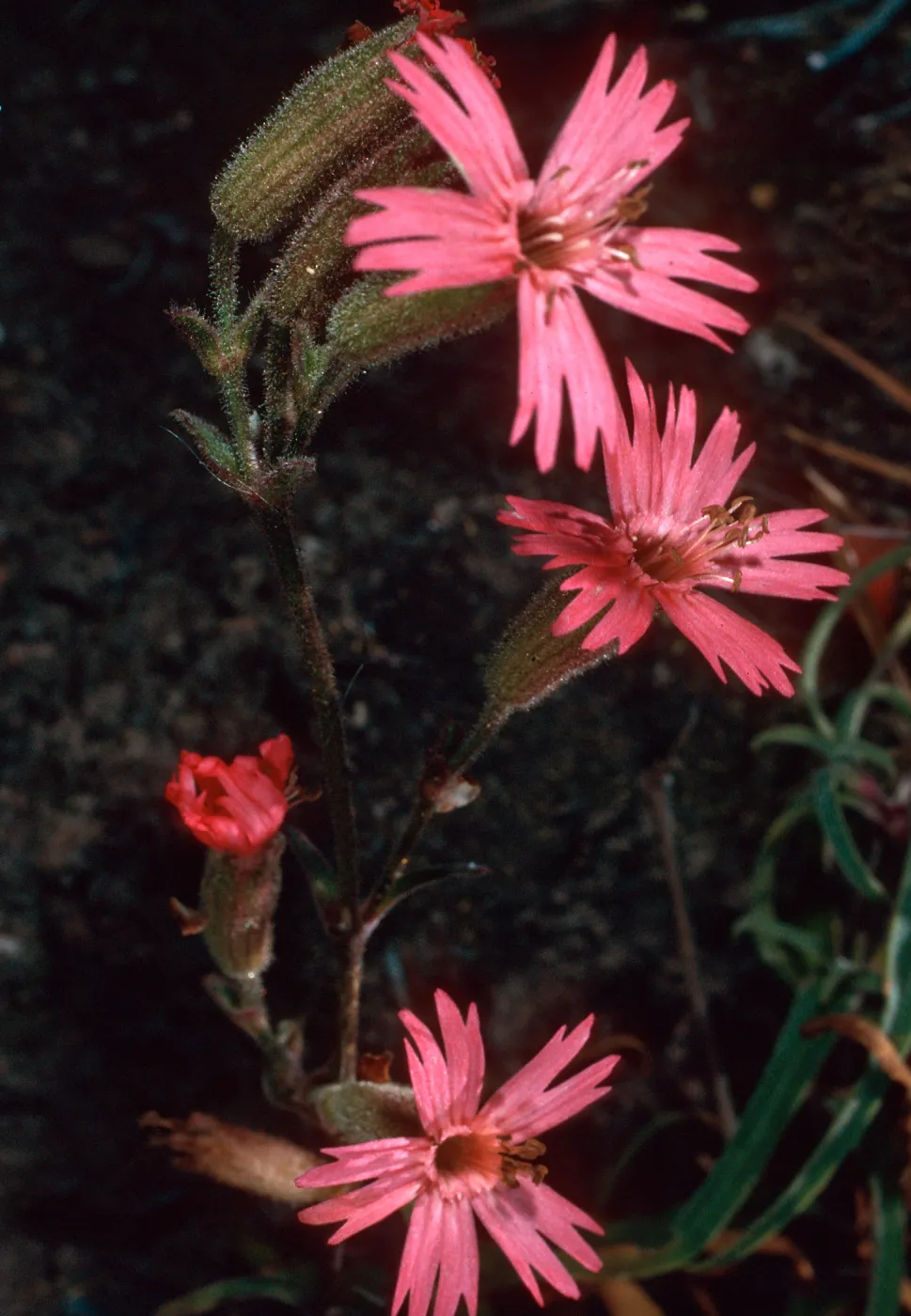 Silene laciniata, SC-2793, Cañada Del Portezuela, Santa Cruz Island