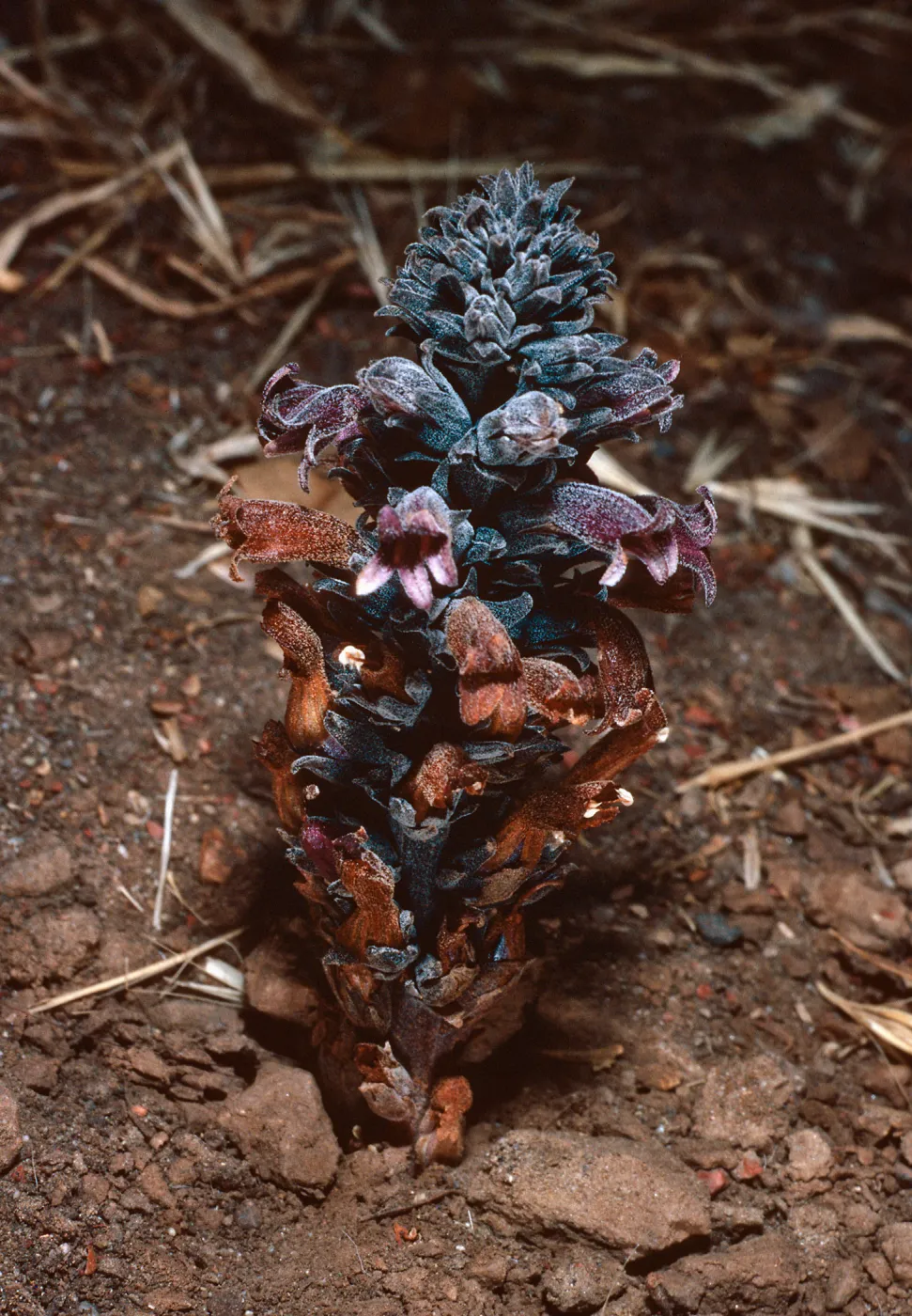 Orobanche bulbosa, collected in Christy Pines, Santa Cruz Island