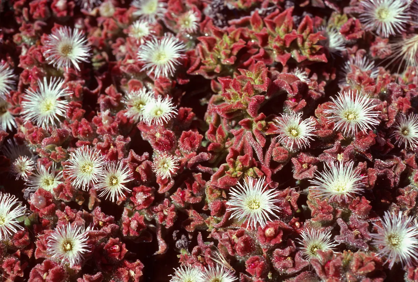Mesembryanthemum crystallinum, Fraser Point, Santa Cruz Island