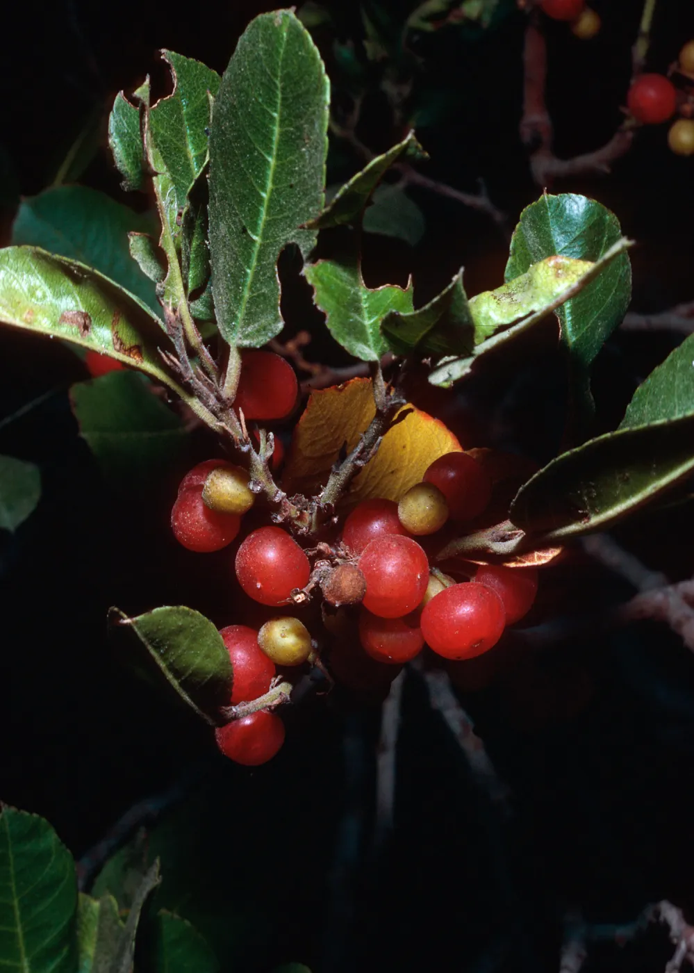Rhamnus pirifolia, foot of Portezuela, Santa Cruz Island