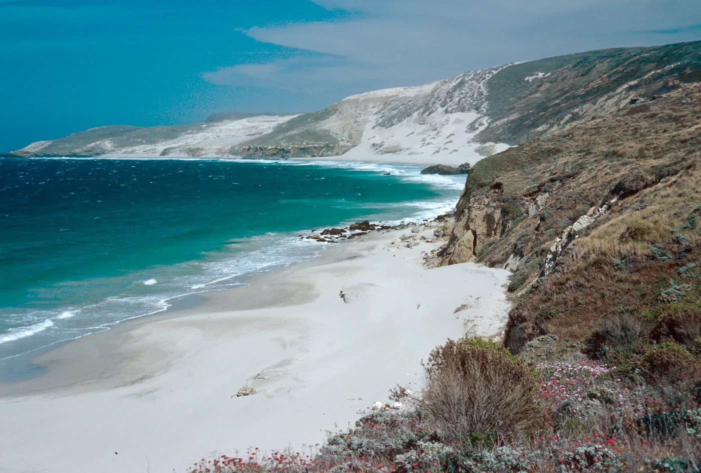 view of Cuyler Harbor from Malacothrix Hybrid locality, San Miguel Island