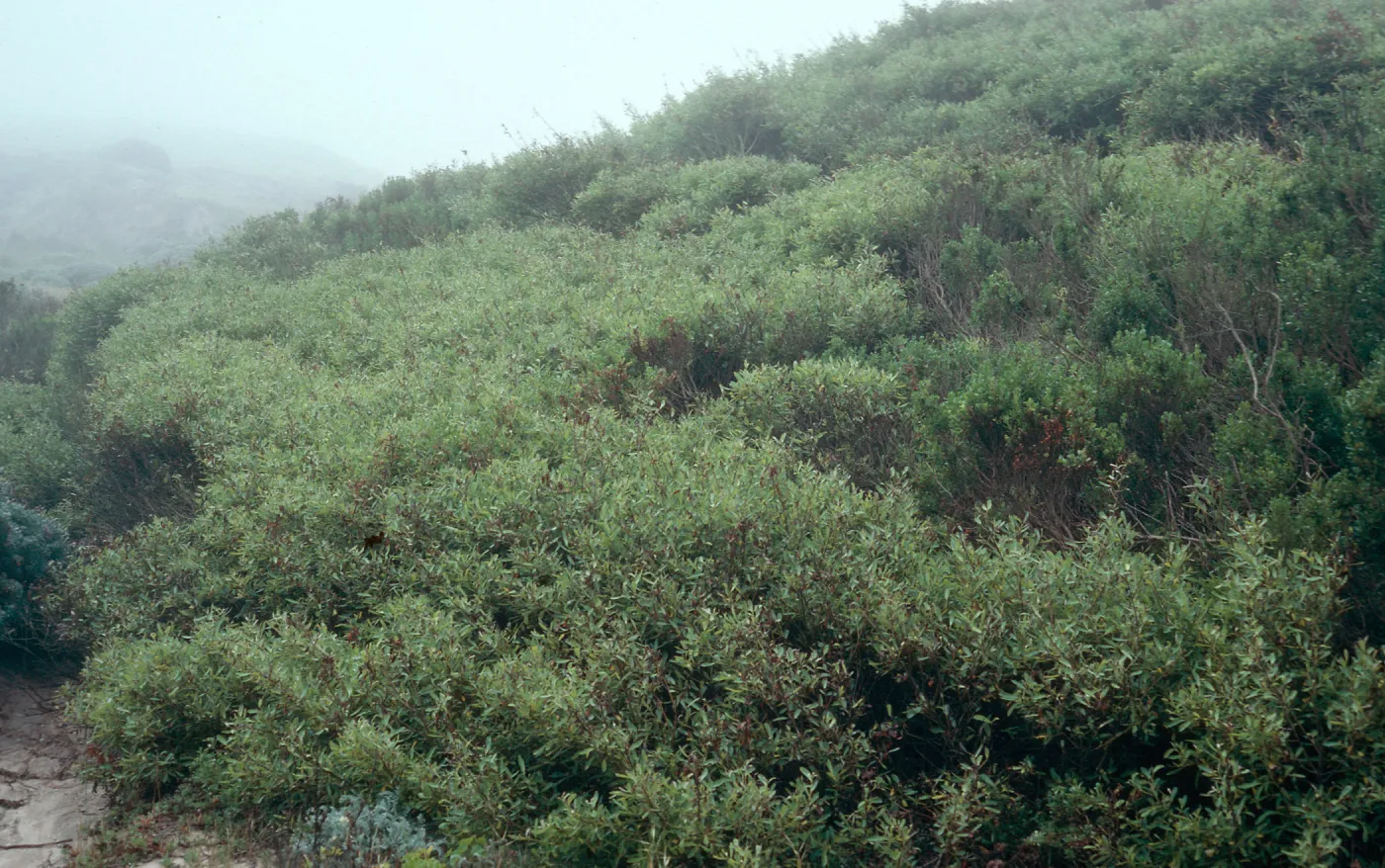 Salix (Willow), Nidever Canyon, San Miguel Island