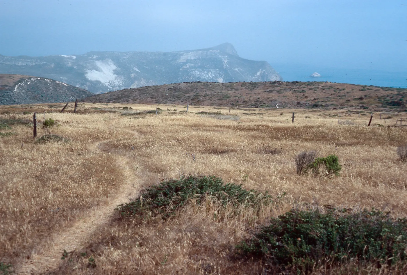 terrace, old fenceline, West of Lester Ranch, San Miguel Island