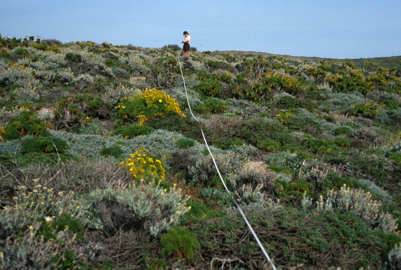 transect, San Miguel Island