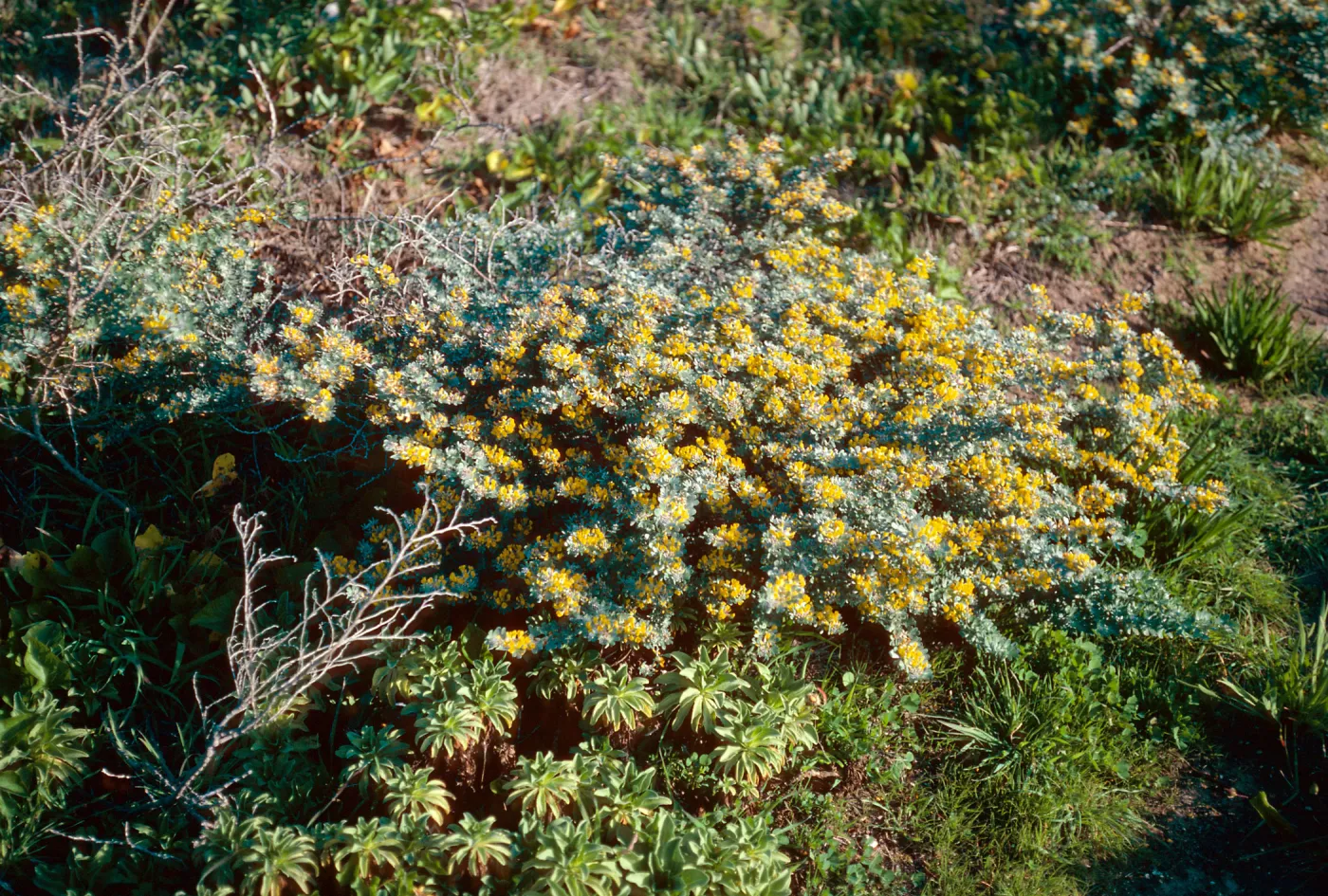 Lotus dendroideus veatchii, near Dry Lake, San MIguel Island