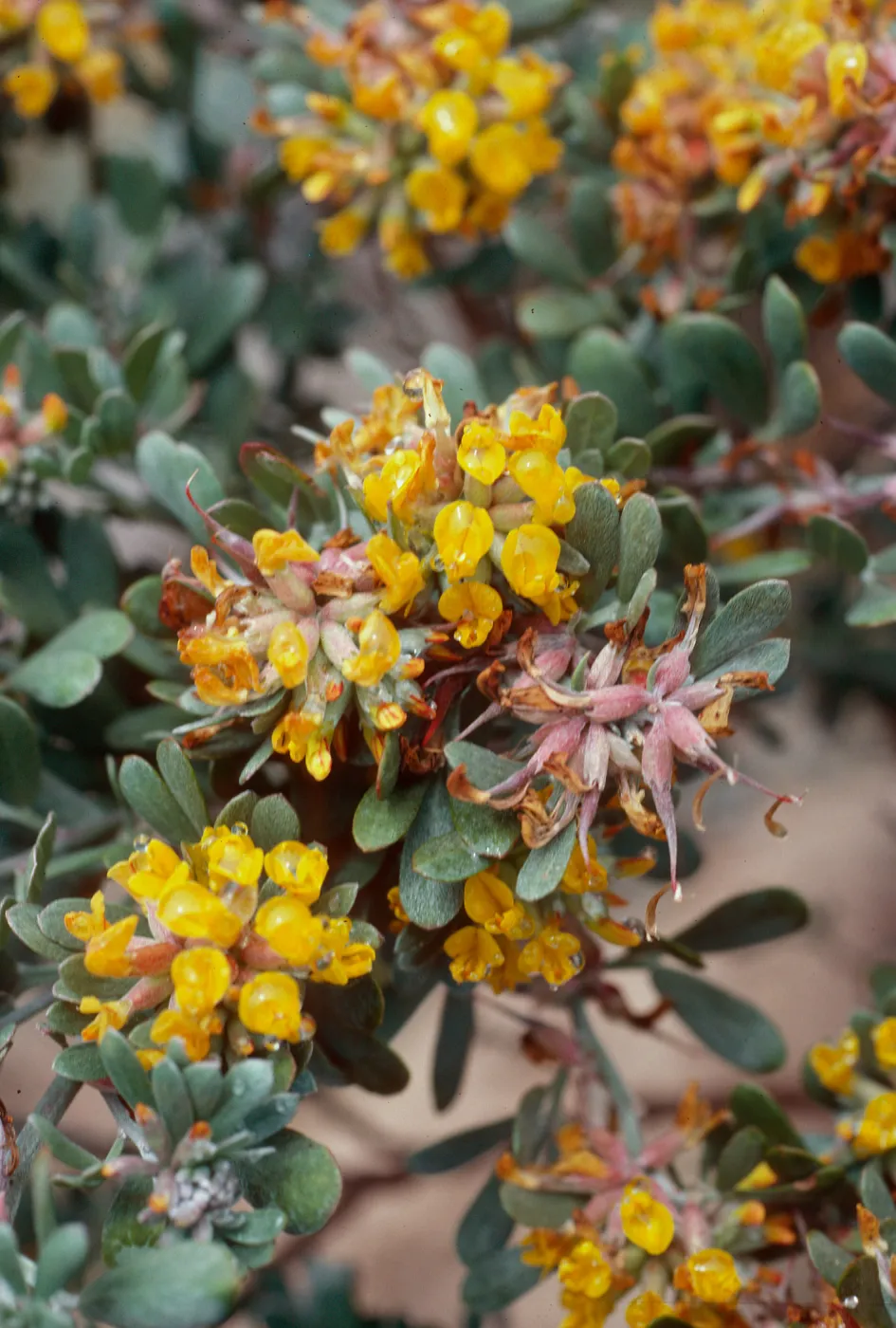 Lotus scoparius, Nidever Canyon, San MIguel Island