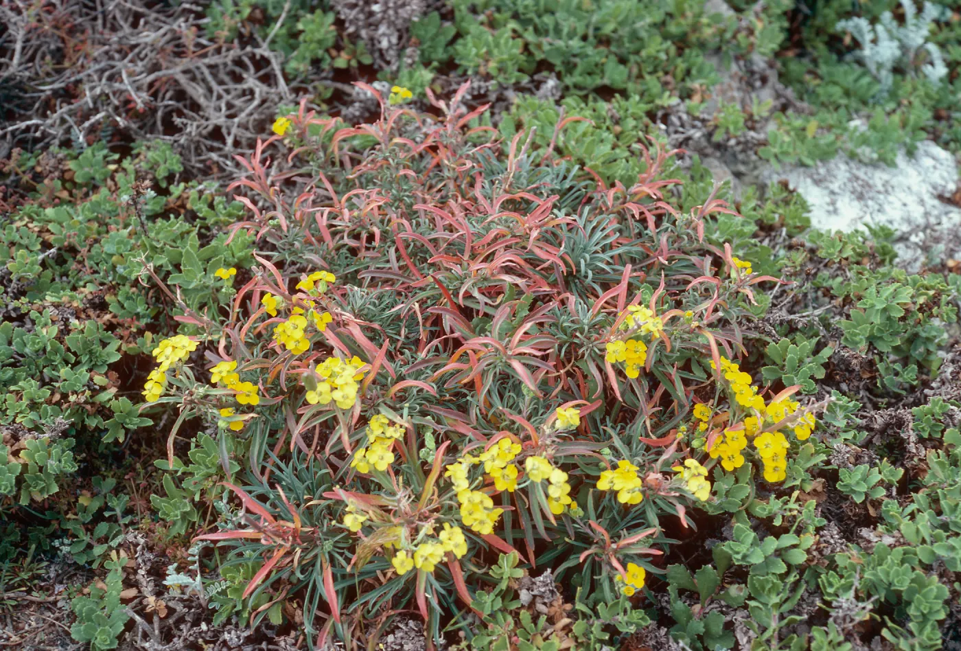 Erysium insulare, West end of Cuyler Harbor, San MIguel Island