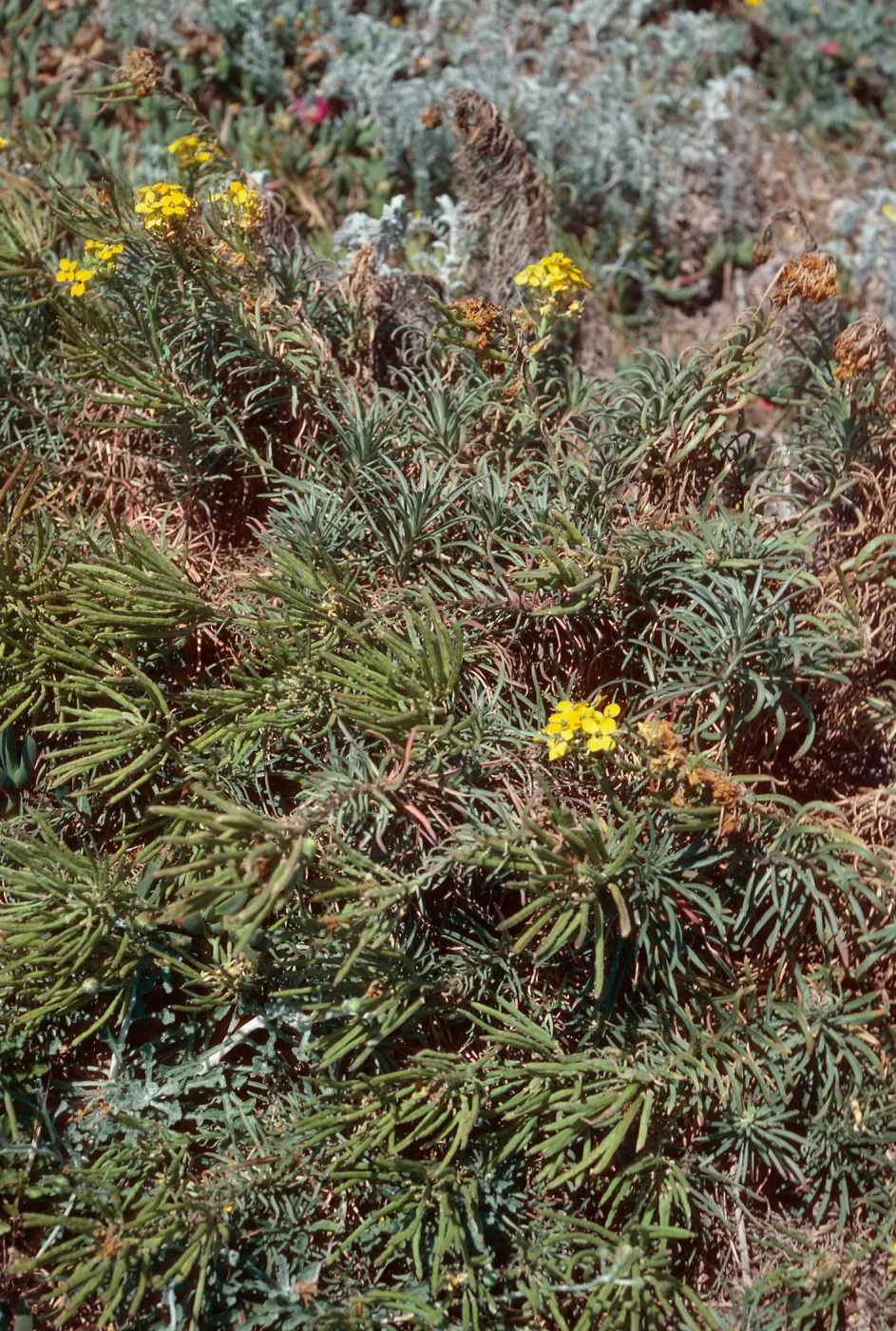 Erysium insulare, Cuyler Harbor, San Miguel Island