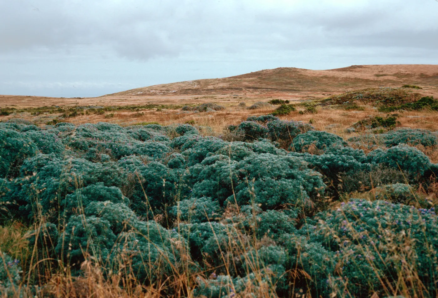 Lupinus (Lupine) near Dry Lake, San Miguel Island
