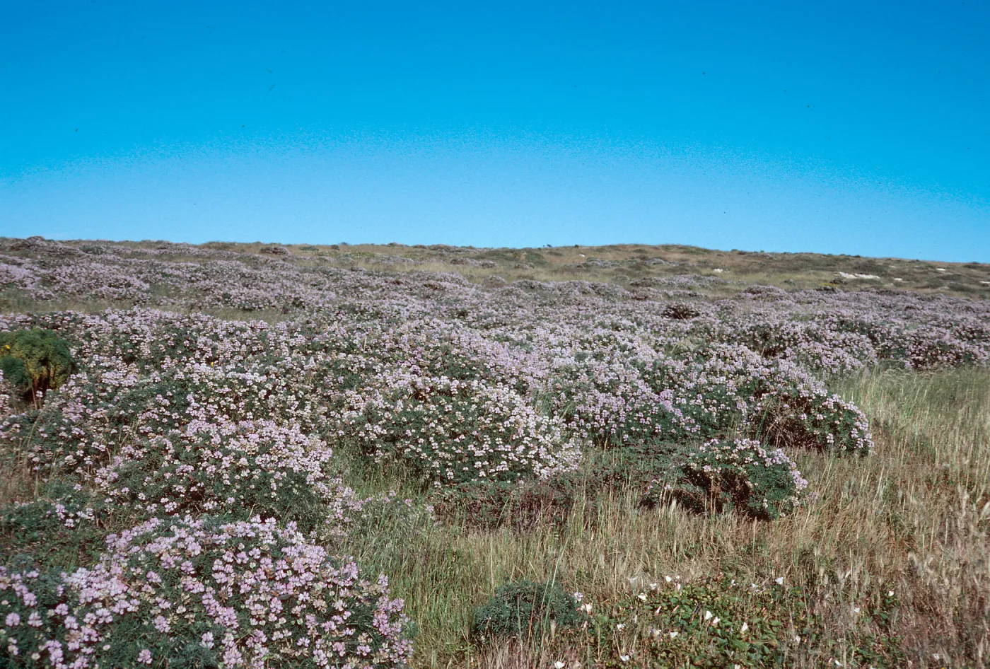 Lupinus albifrons, just North of ranch, San Miguel Island